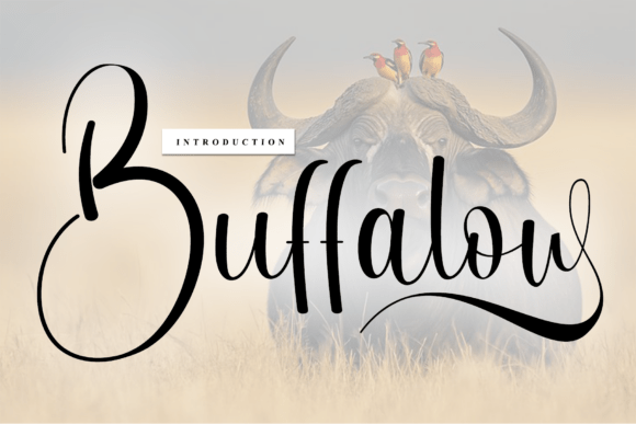 Buffalow: The Handwritten Font That Brings Your Brand to Life